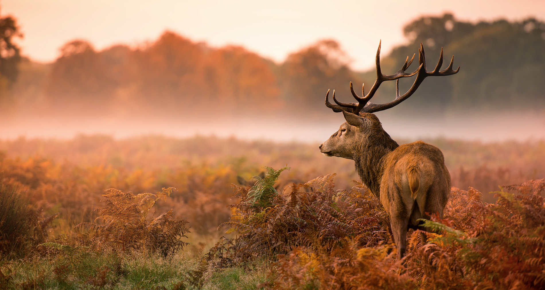 Red deer as raw material