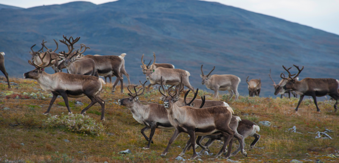 Kero leather - about the reindeer