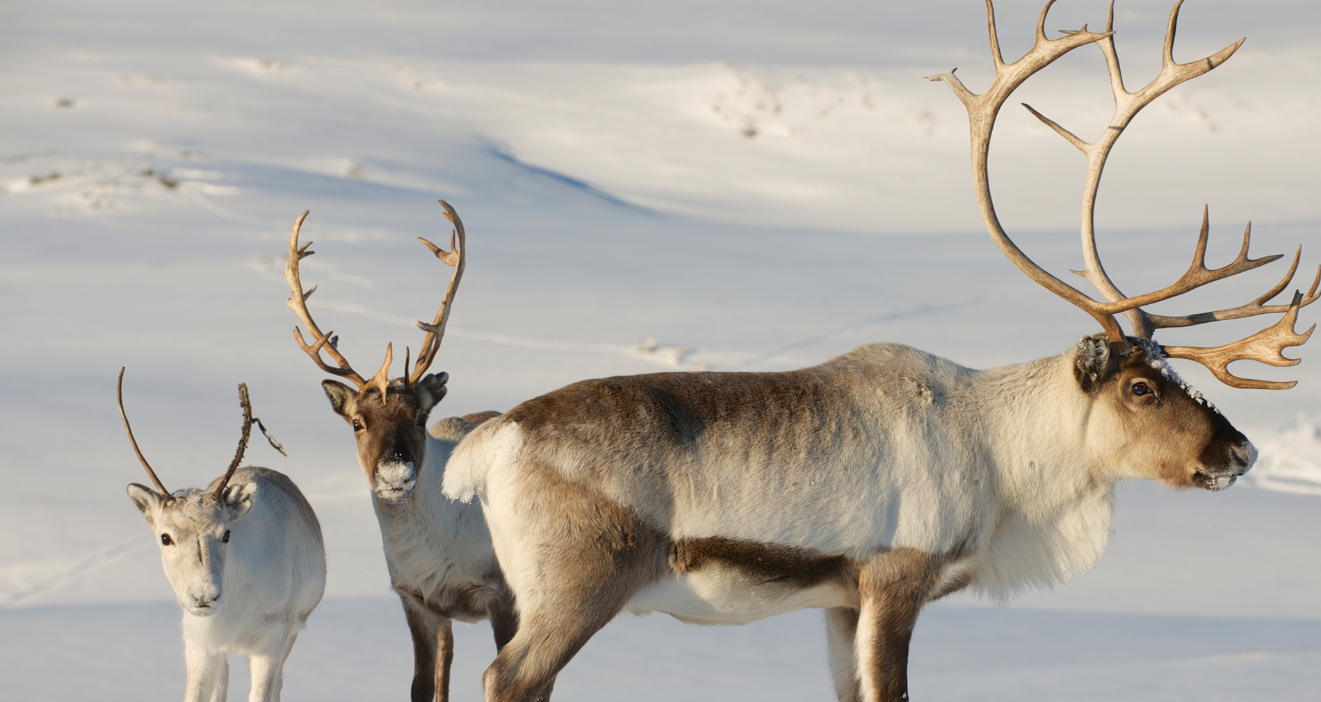 Reindeer